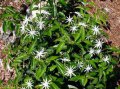 Jasmin des poètes. JASMINUM nitidum